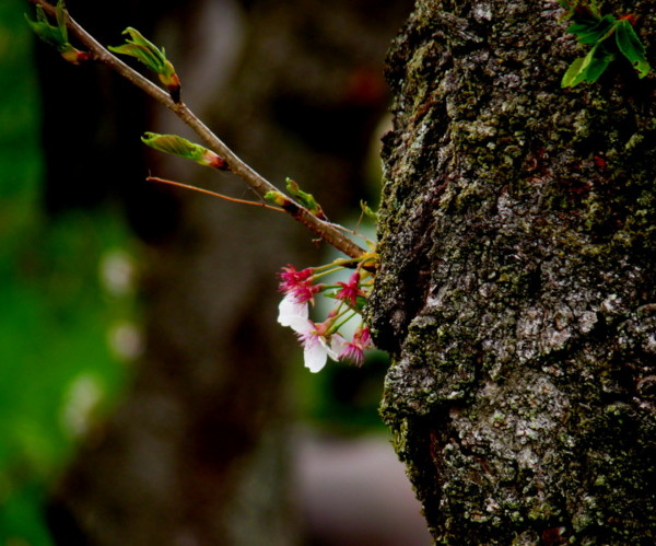 P1100071.jpg