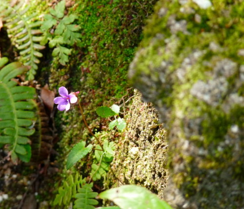 P1100085.jpg
