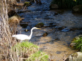 P1100106lk.jpg