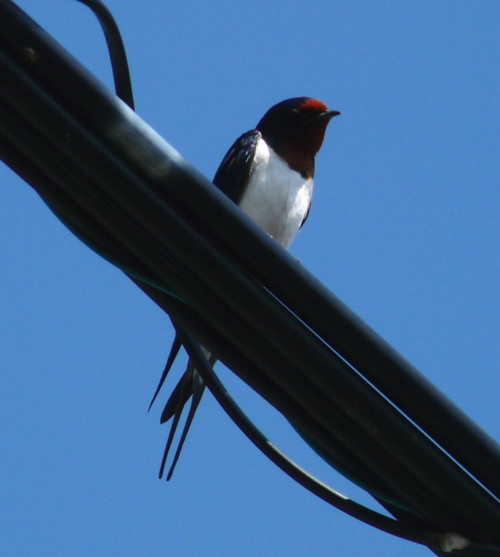 P1100115.jpg
