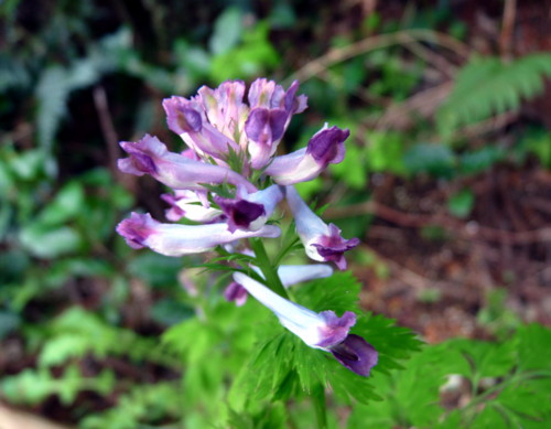 P1100130.jpg