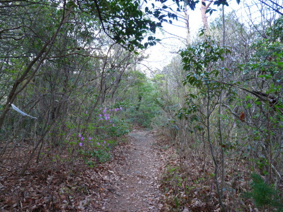 P1100145.jpg