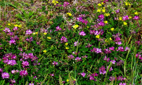 P1100169.jpg