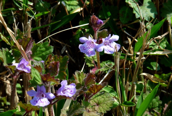 P1100175.jpg