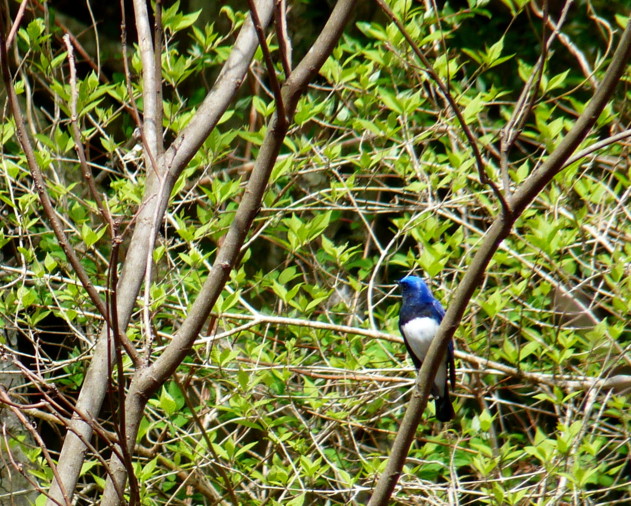 P1100184lkj.jpg