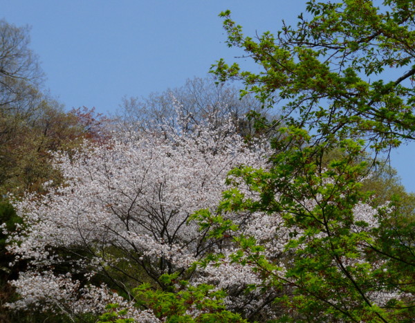 P1100188.jpg