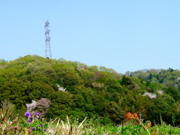 P1100213.jpg
