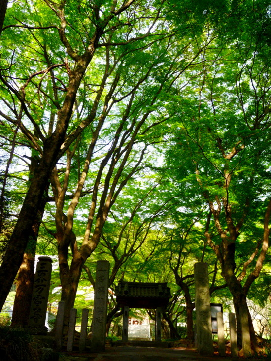 P1100218.jpg