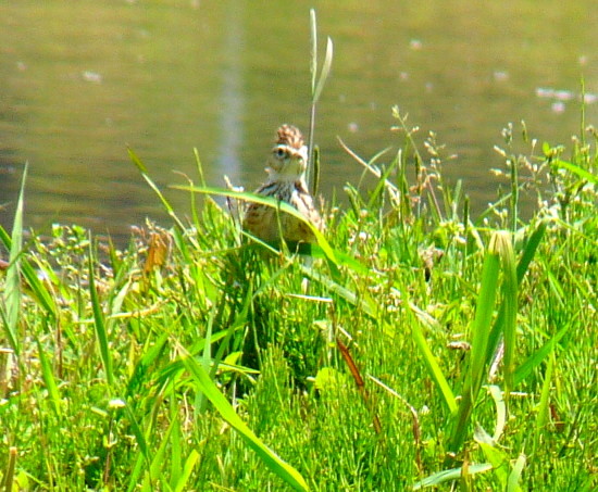 P1100319jhgvc.jpg