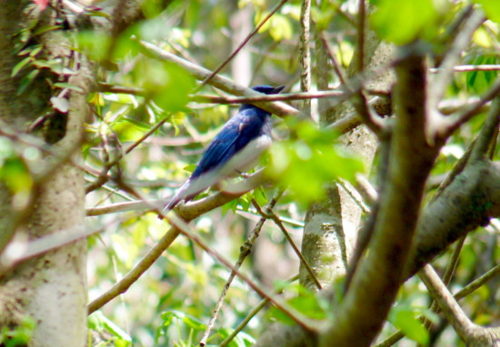 P1100327nbruri.jpg
