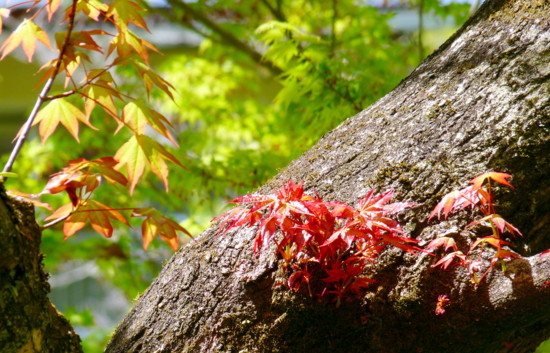 P1100331tr.jpg