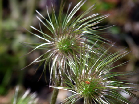 P1100363.jpg