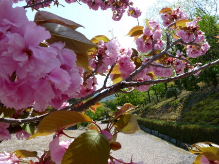 P1100385.jpg