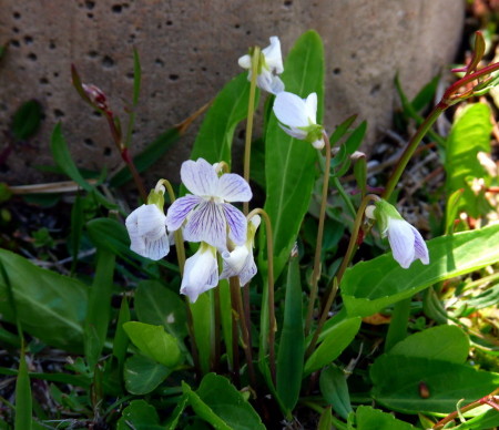 P1100414.jpg