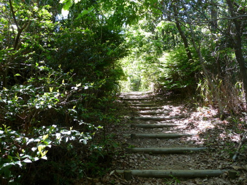 P1100521.jpg