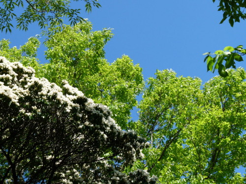 P1100531.jpg