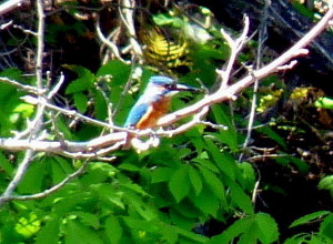 P1100549gbvc.jpg