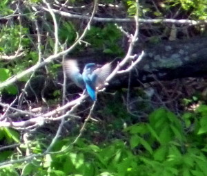 P1100572bg.jpg