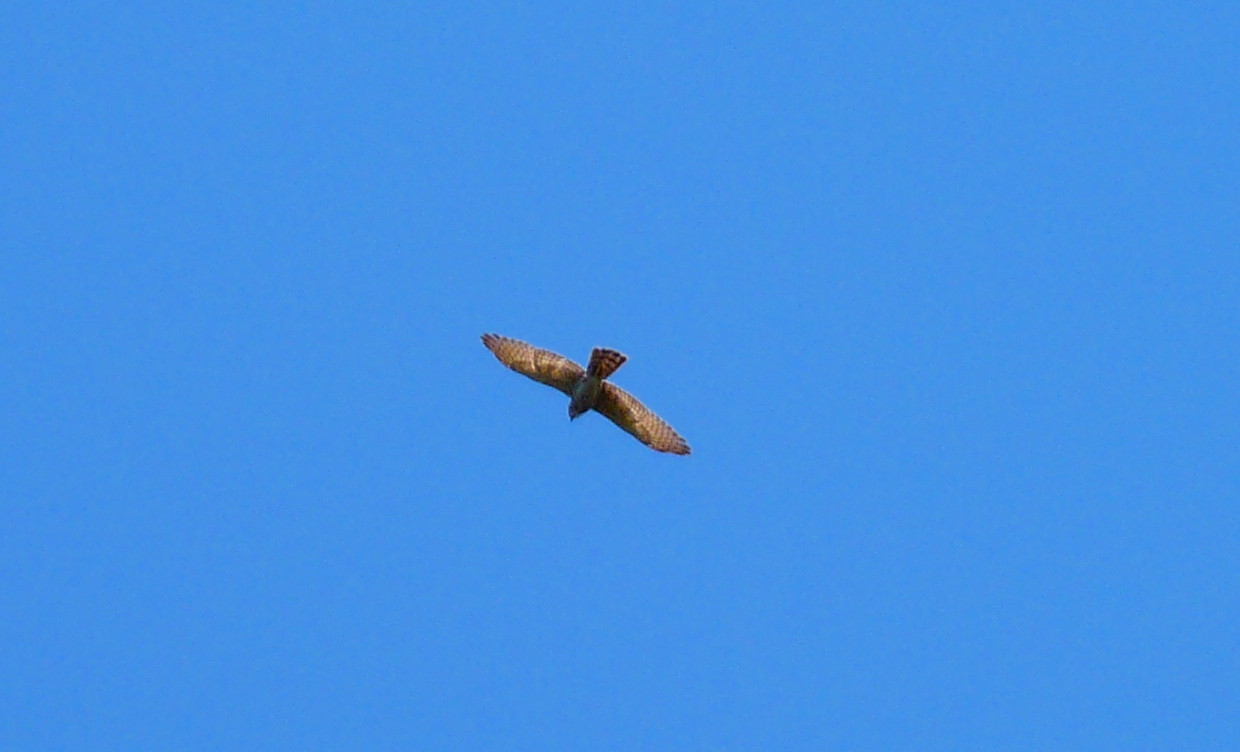 P1100661.jpg