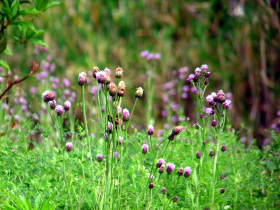 P1100735.jpg