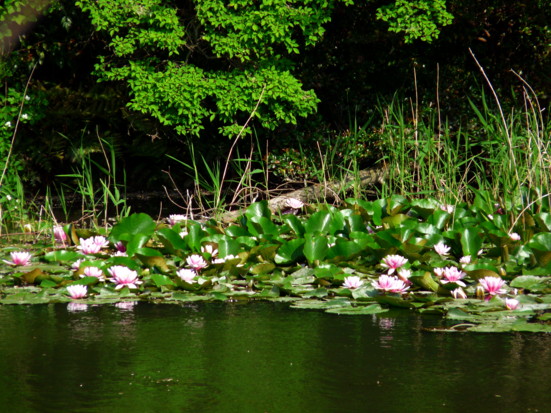 P1100739.jpg