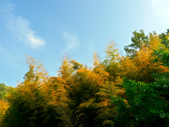 P1100745.jpg