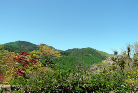 P1100759.jpg