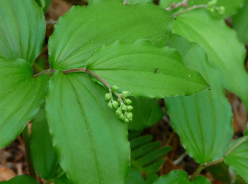 P1100784.jpg