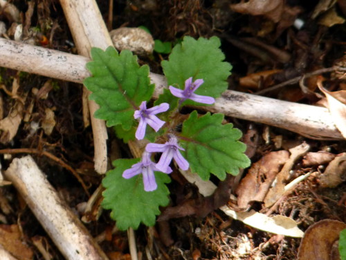P1100787.jpg