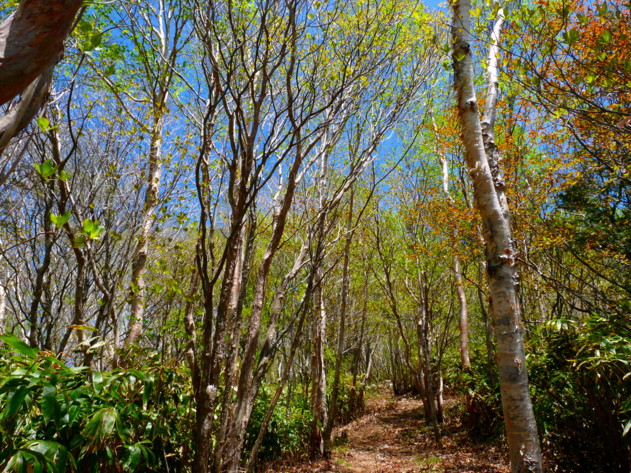 P1100790.jpg