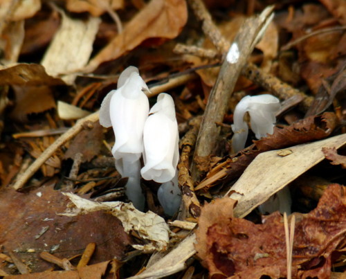P1100791.jpg