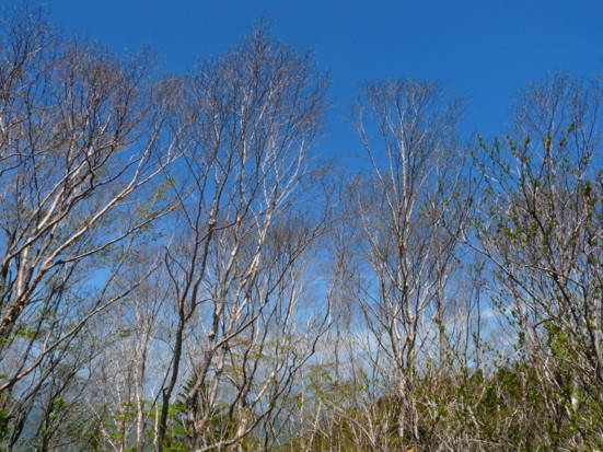 P1100799.jpg
