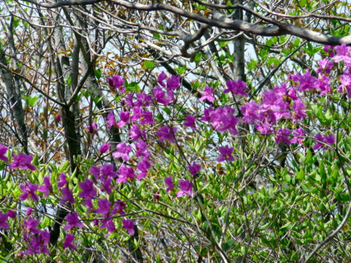 P1100810.jpg