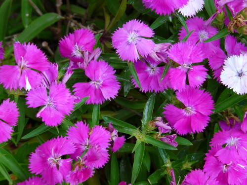 P1100841.jpg