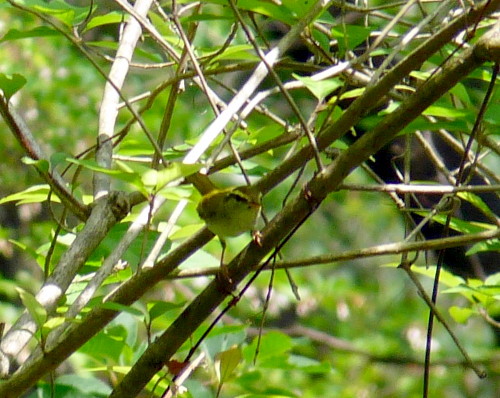 P1100846.jpg