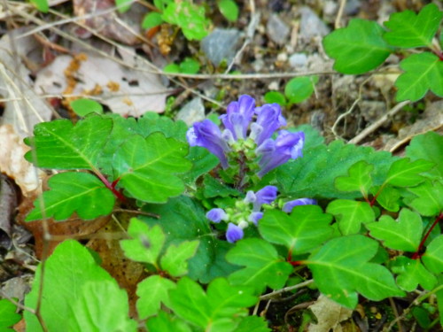 P1100851.jpg