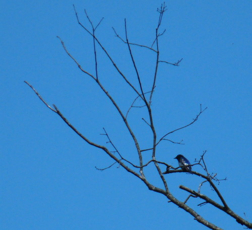 P1100892jhg.jpg