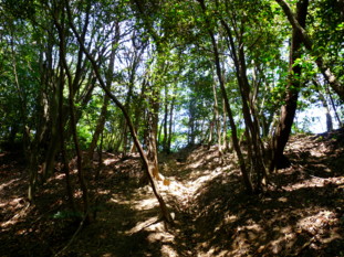 P1100914.jpg