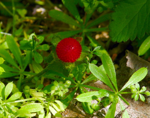 P1100942.jpg