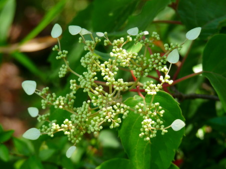 P1110036.jpg