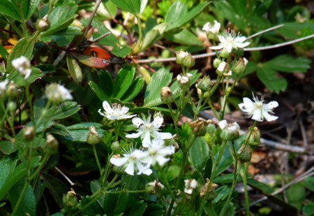 P1110039.jpg