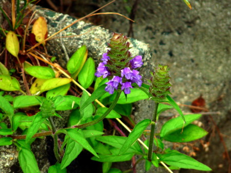 P1110229.jpg
