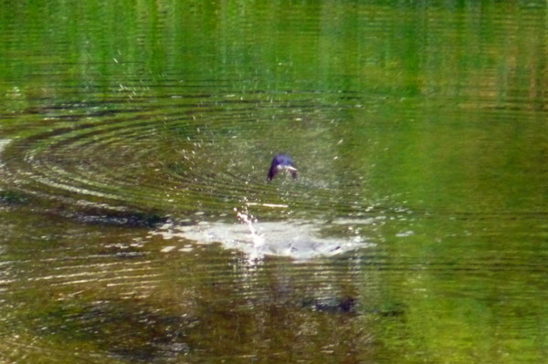P1110242.jpg