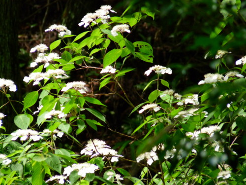 P1110387.jpg