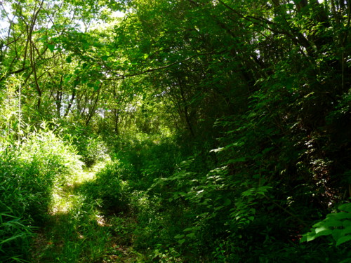 P1110389.jpg