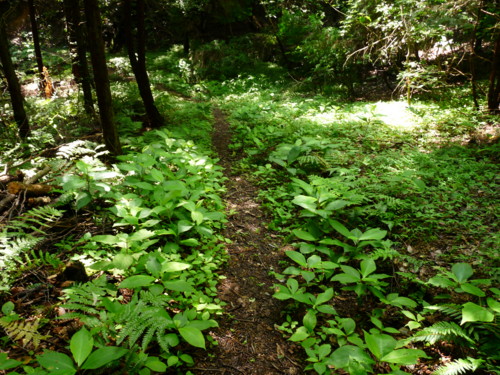 P1110394.jpg