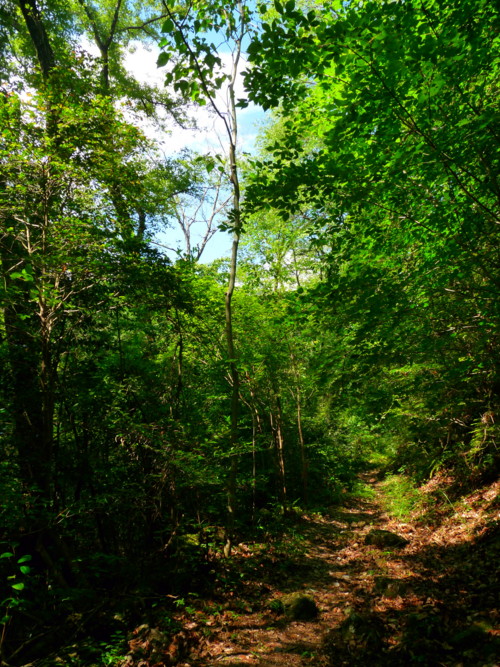 P1110400.jpg