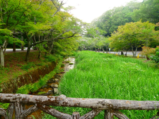 岩屋堂のホタル Marukeiおじさんの気ままな日常