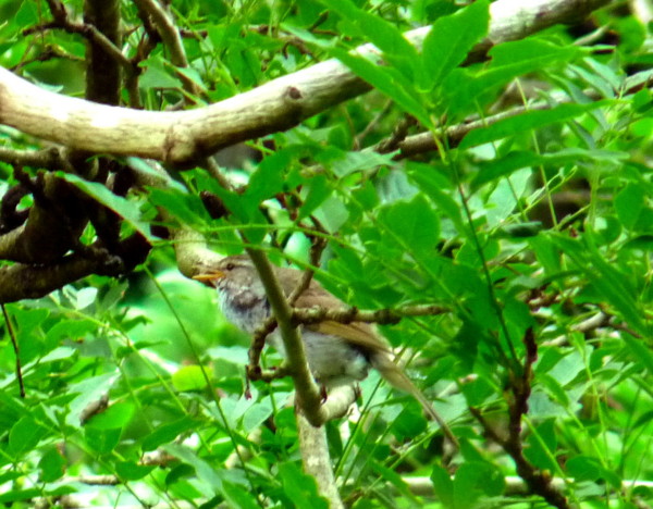 P1110759ugu.jpg