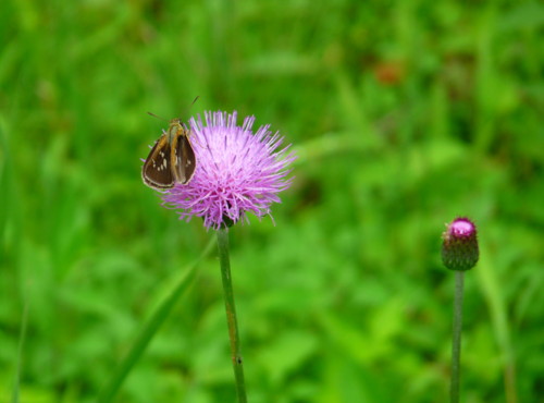 P1110774.jpg